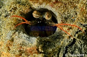 Odontodactylus sp Odontodactylus brevirostris-Wakatobi Pasar wajo jetty-14m-20180602-Denis-ADER-DSC_3363_tn